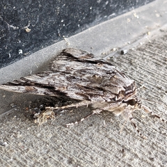 Catocala