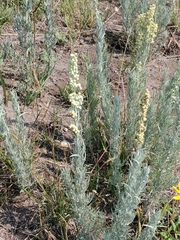 Artemisia carruthii