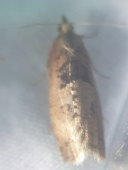 Epinotia brunnichana