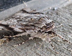 Catocala