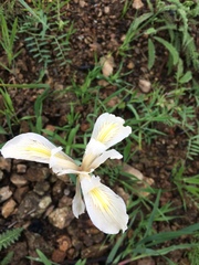 Iris fernaldii