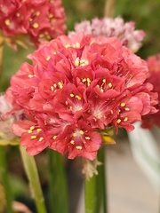 Armeria pseudarmeria