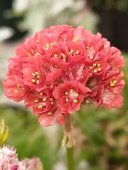 Armeria pseudarmeria