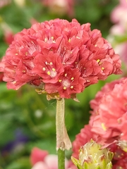 Armeria pseudarmeria