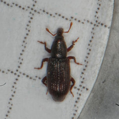 Cossonus