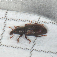 Cossonus