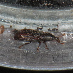 Cossonus
