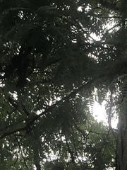 Gleditsia triacanthos