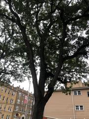 Gleditsia triacanthos