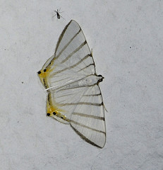 Opisthoxia metargyria