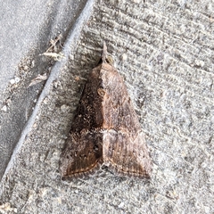 Hypena scabra
