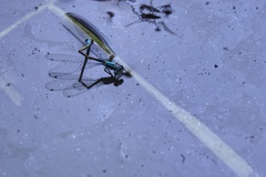 Ischnura elegans