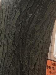 Gleditsia triacanthos