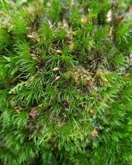 Campylopus flexuosus