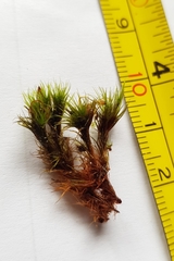 Campylopus flexuosus