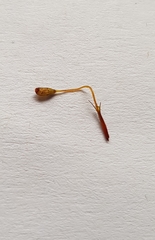 Campylopus flexuosus