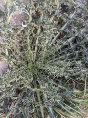 Cirsium acaule
