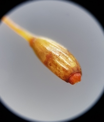 Campylopus flexuosus