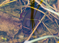 Dytiscus circumcinctus