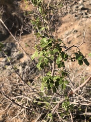 Searsia populifolia