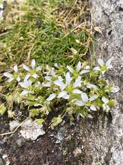 Mononeuria groenlandica