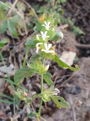 Phaulopsis imbricata