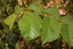 Ulmus glabra
