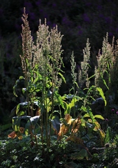 Rumex aquaticus