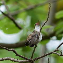 Caprimulgiformes