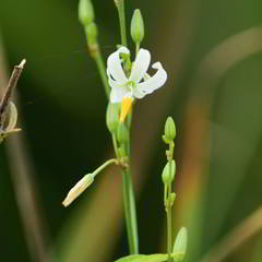 Echeandia parviflora