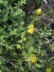 Lotus corniculatus