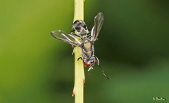 Plagiostenopterina