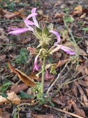 Dicliptera clinopodia