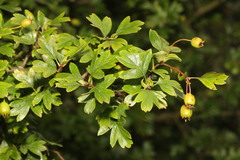 Crataegus monogyna
