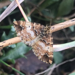 Enchoria lacteata
