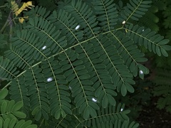 Caesalpinia