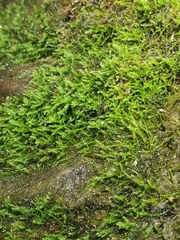 Amblystegium