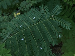 Caesalpinia