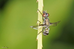 Plagiostenopterina