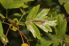Phyllonorycter leucographella