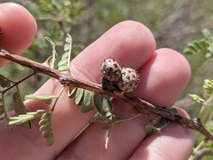 Tanaostigmodes howardii