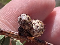 Tanaostigmodes howardii