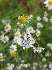 Cucullia chamomillae