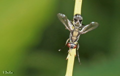 Plagiostenopterina