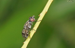 Plagiostenopterina