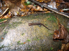 Desmognathus carolinensis