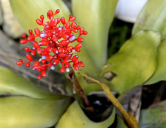 Aechmea miniata