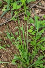 Sisyrinchium mucronatum