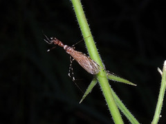 Stenolemoides arizonensis