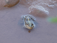 Pelophylax saharicus